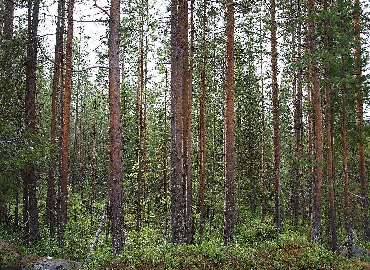 Колвица, image of landscape/habitat.