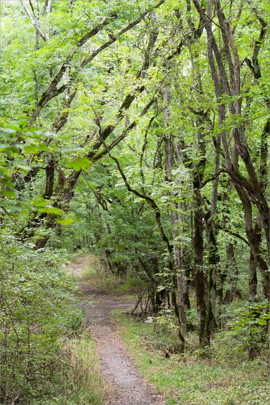 Машук, image of landscape/habitat.
