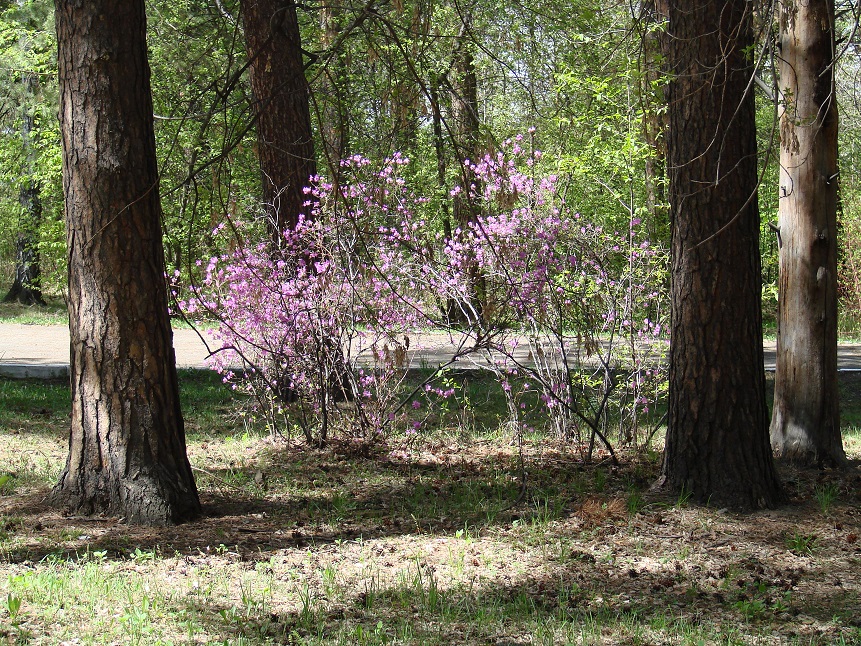 Город Иркутск, image of landscape/habitat.