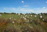 Васюганское болото, Болтное, image of landscape/habitat.