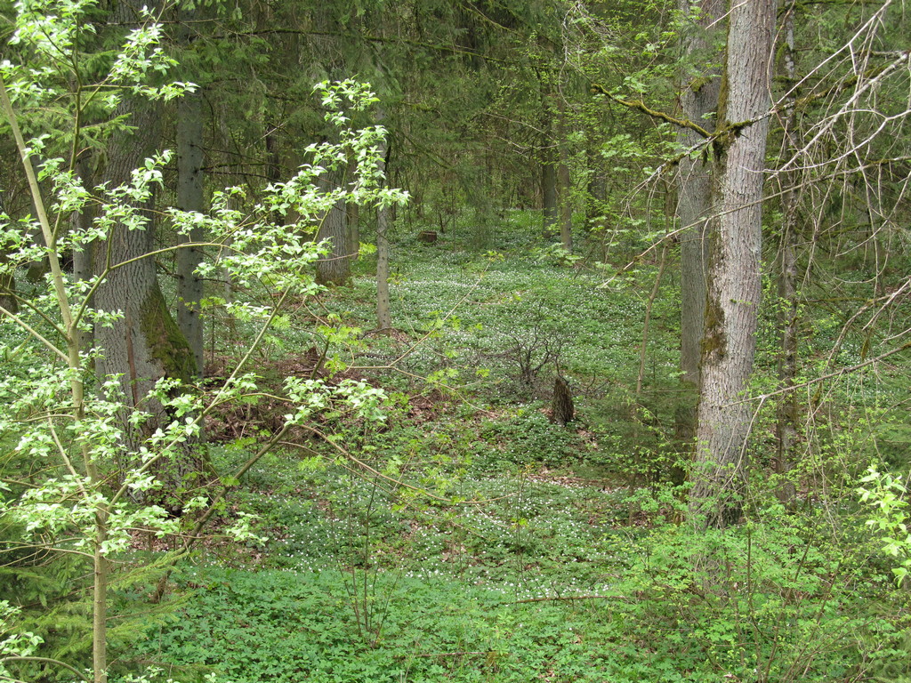 Литовка, image of landscape/habitat.