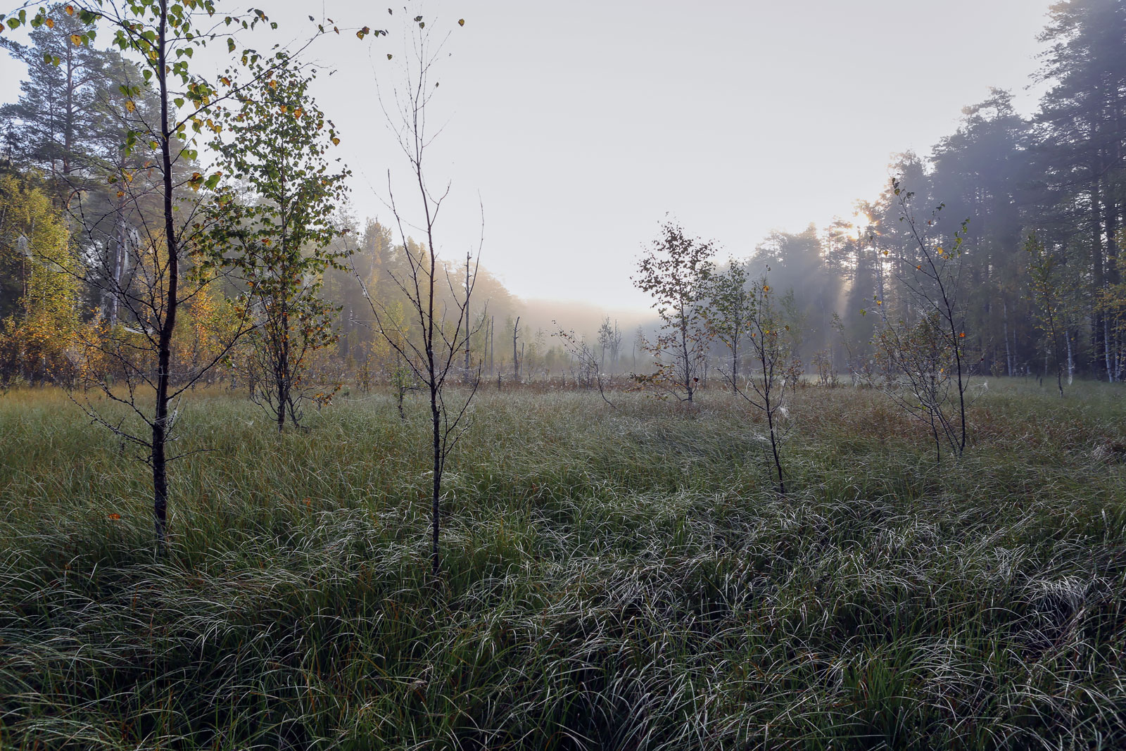 Кунчурихинский бор, image of landscape/habitat.