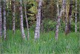 Image of landscape