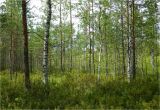 Image of landscape