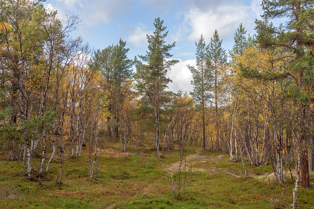 Река Ура, image of landscape/habitat.
