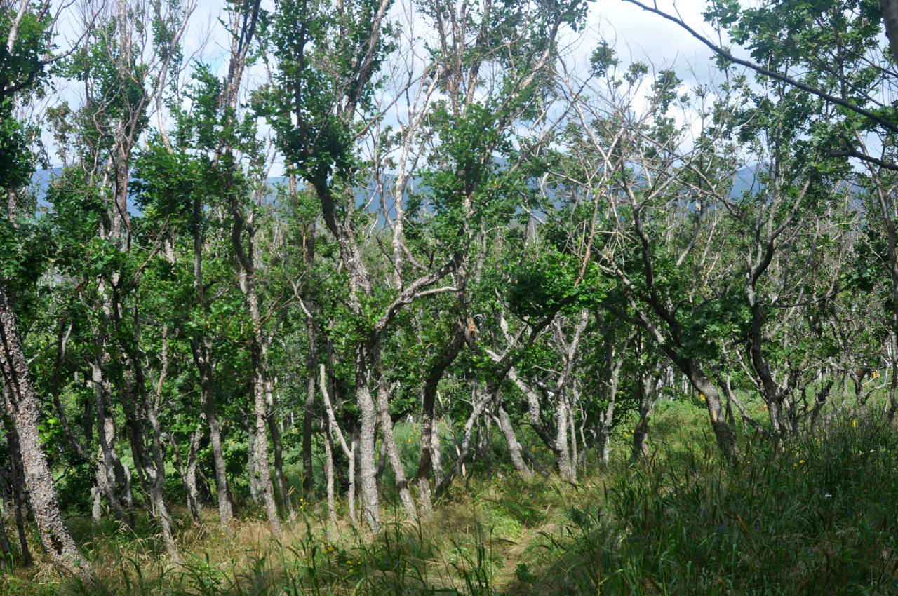 Бухта Удобная, image of landscape/habitat.