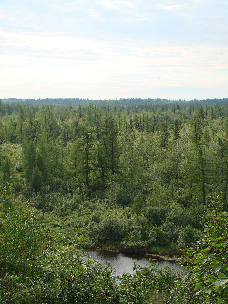 Пойма реки Нуны-Яха, image of landscape/habitat.