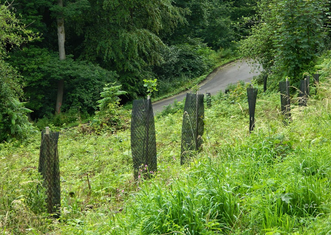 Валсенберг, image of landscape/habitat.