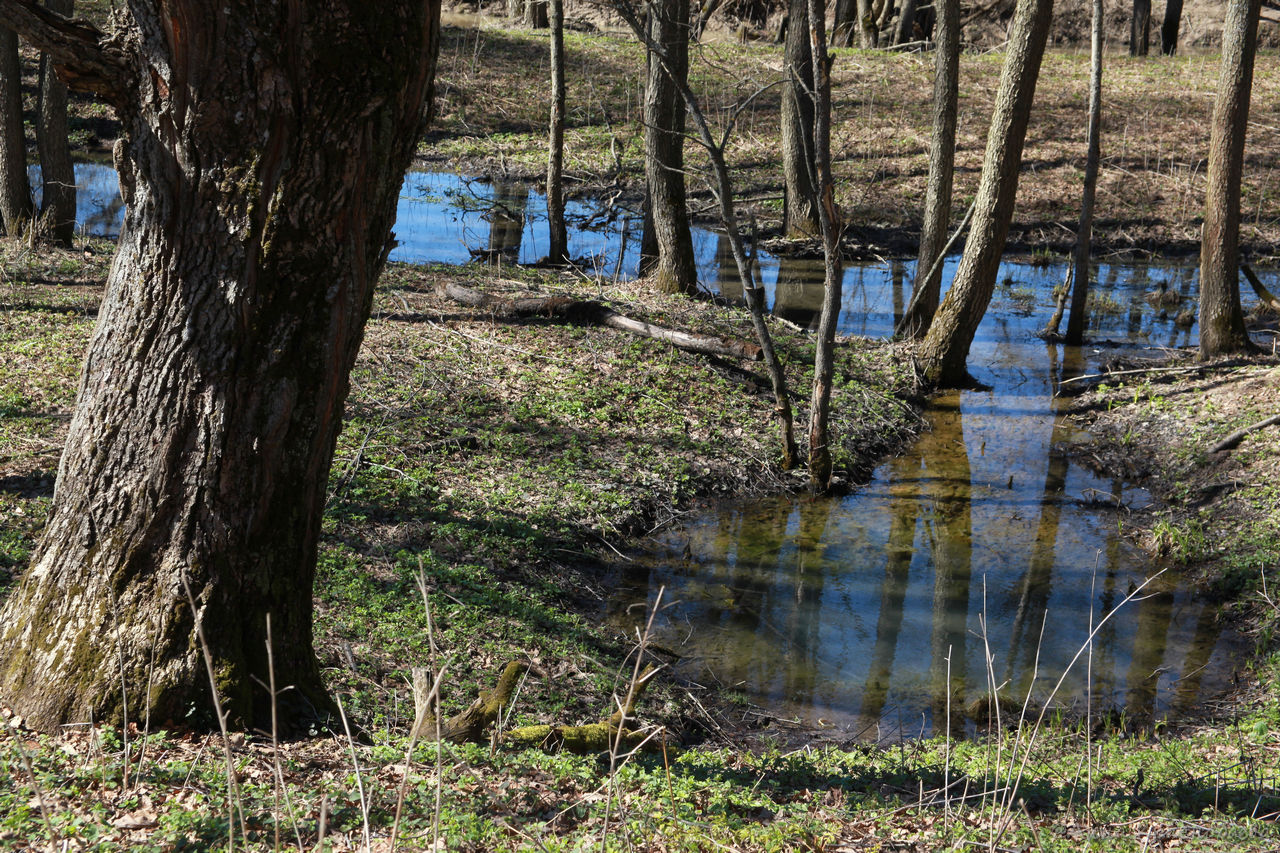 Дубна и окрестности, image of landscape/habitat.