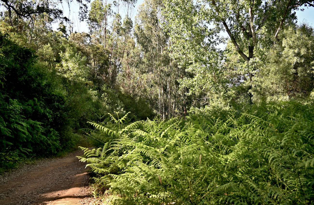 Долина реки Рибейра-ду-Торгал, image of landscape/habitat.