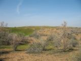 Шардара, image of landscape/habitat.