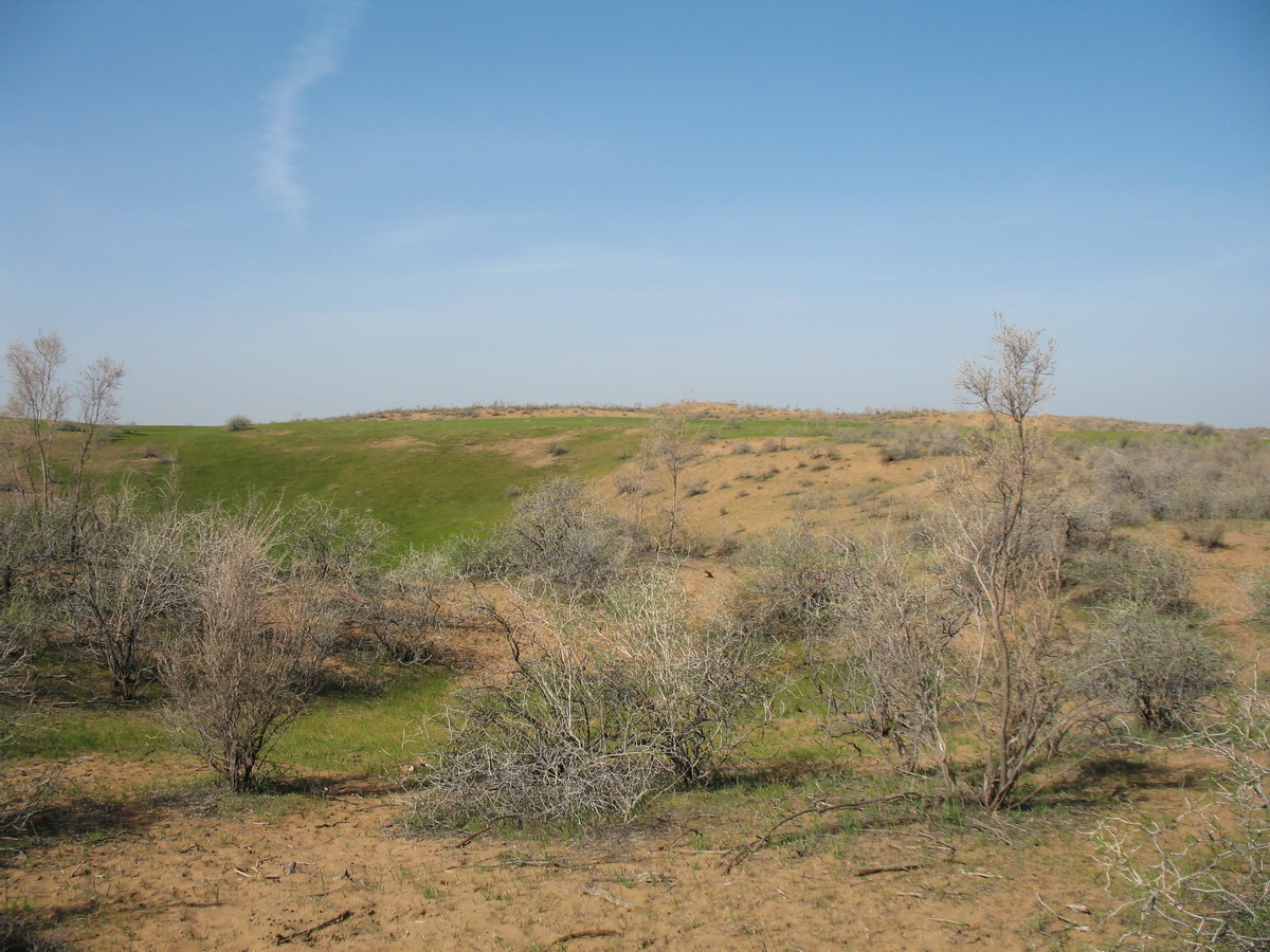 Шардара, image of landscape/habitat.