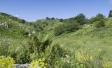 Черногор, image of landscape/habitat.