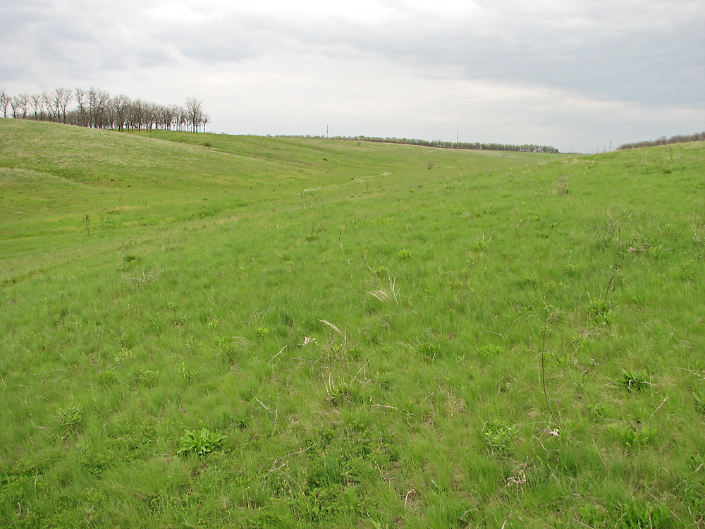 Безыменная балка, image of landscape/habitat.