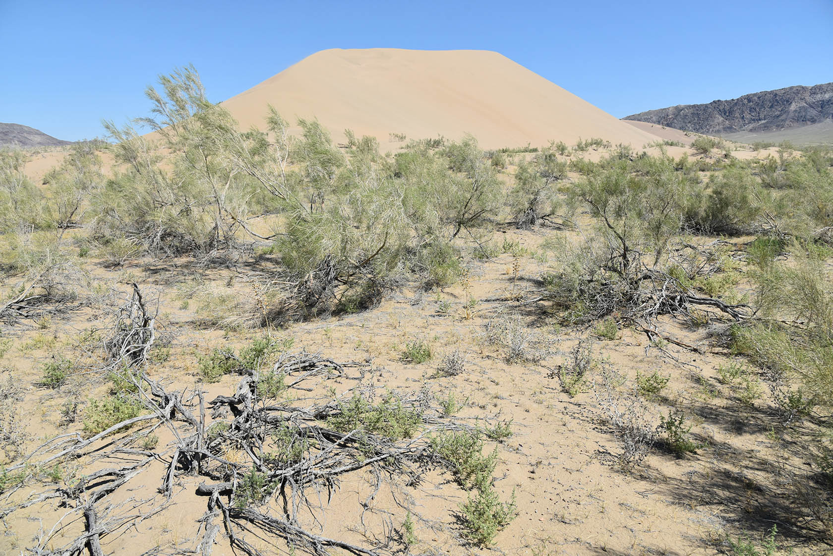 Айгайкум (Поющий бархан), image of landscape/habitat.