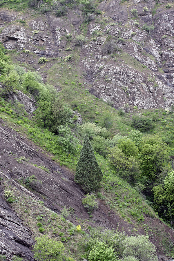Ущелье Сингисафат, image of landscape/habitat.