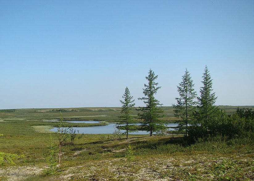 Пойма реки Нуны-Яха, изображение ландшафта.