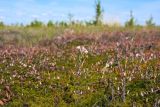 Васюганское болото, Болтное, image of landscape/habitat.