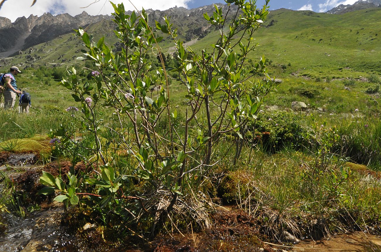 Долина реки Терскол, image of landscape/habitat.