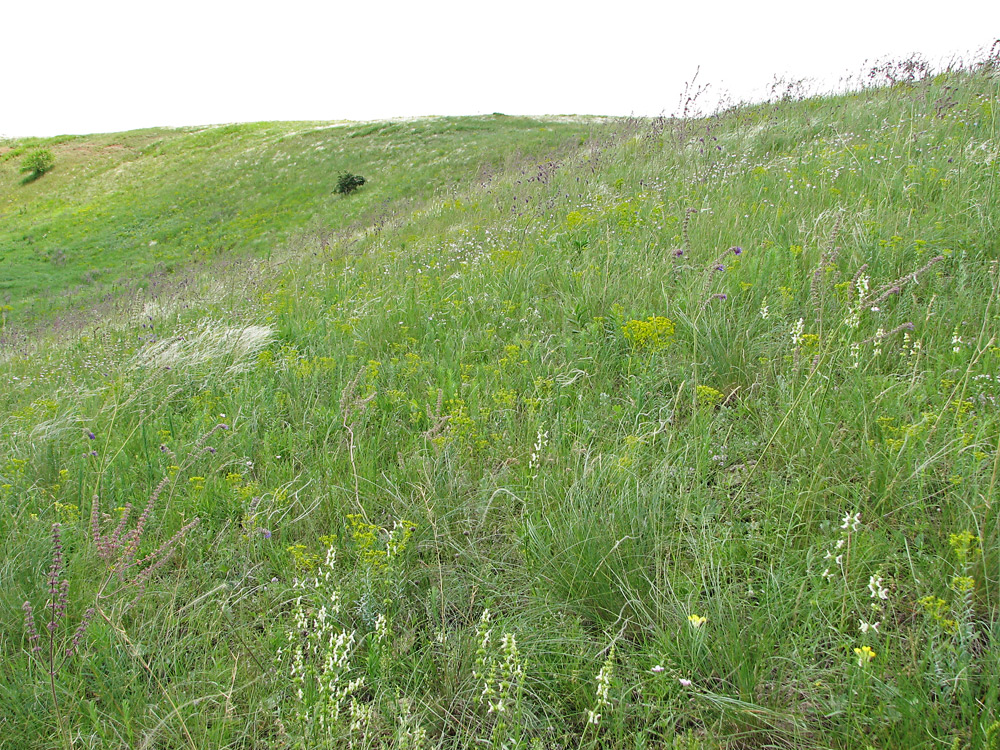 Безыменная балка, image of landscape/habitat.