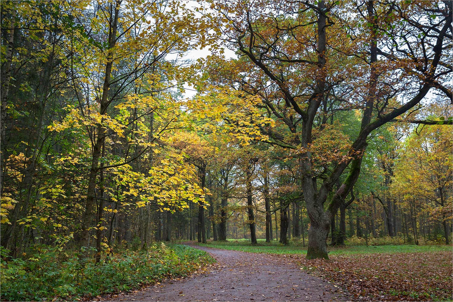 Парк "Сергиевка", image of landscape/habitat.