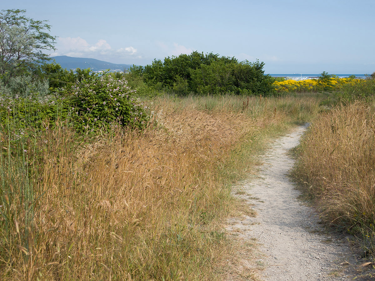 Дендропарк НПИ Куб ГТУ, image of landscape/habitat.