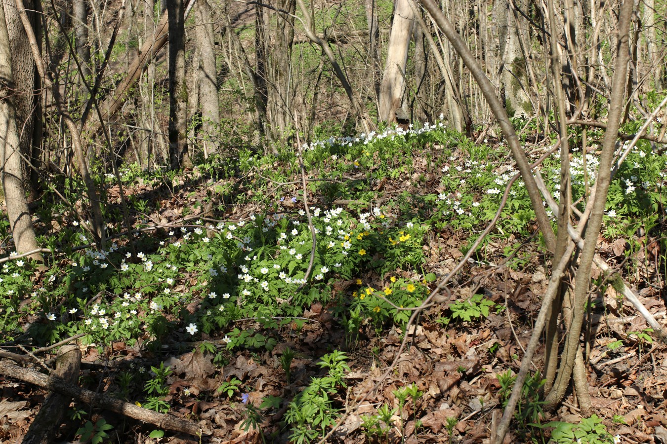Дудергофские высоты, image of landscape/habitat.