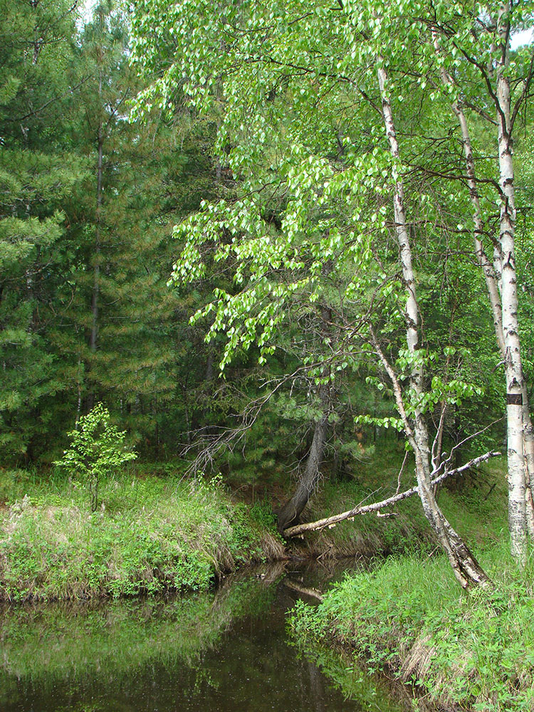 Надым, image of landscape/habitat.