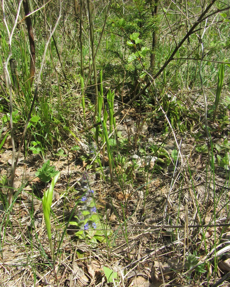 Зелёное, image of landscape/habitat.