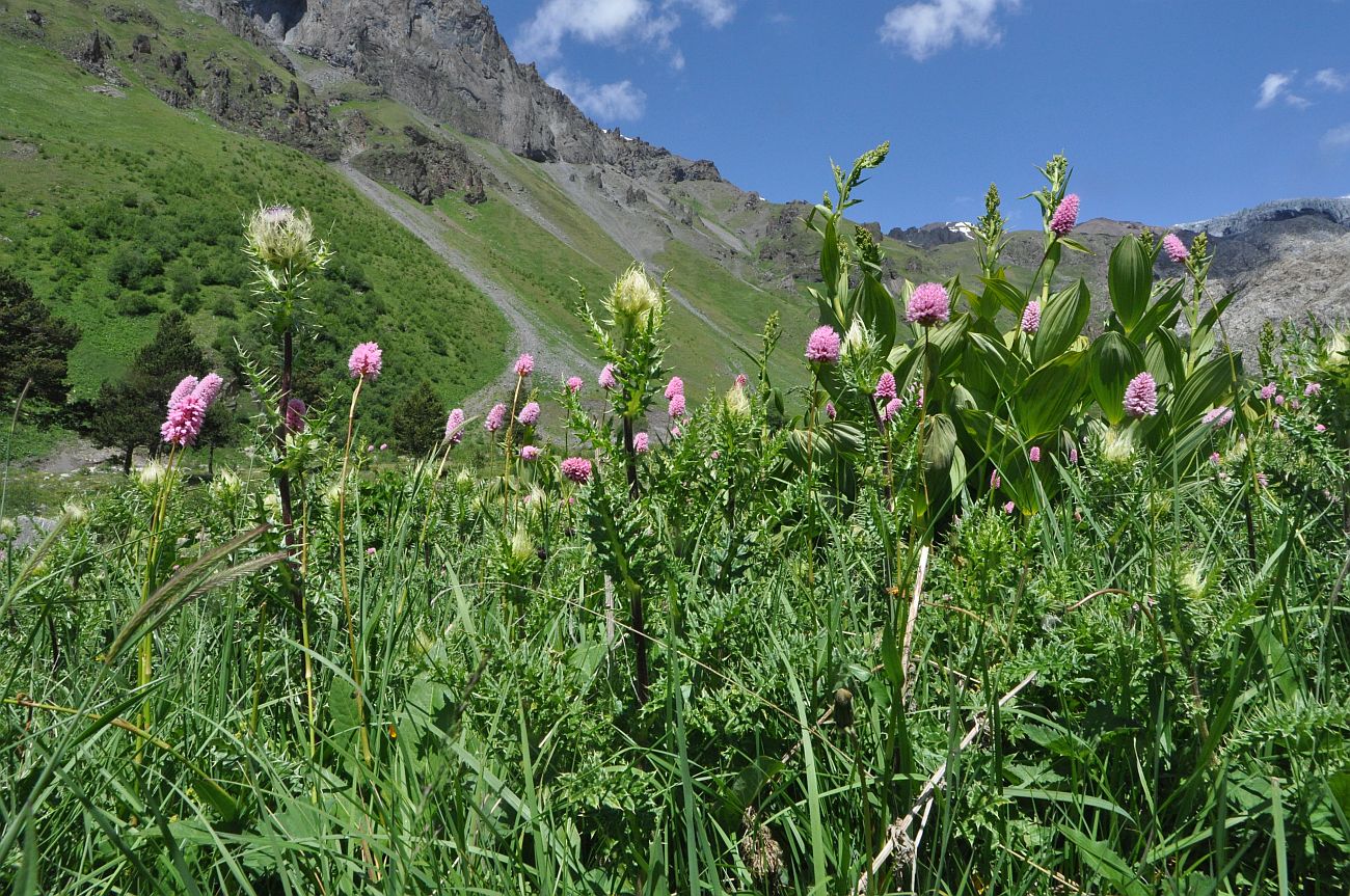 Долина реки Терскол, image of landscape/habitat.