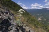 Аюдаг, image of landscape/habitat.