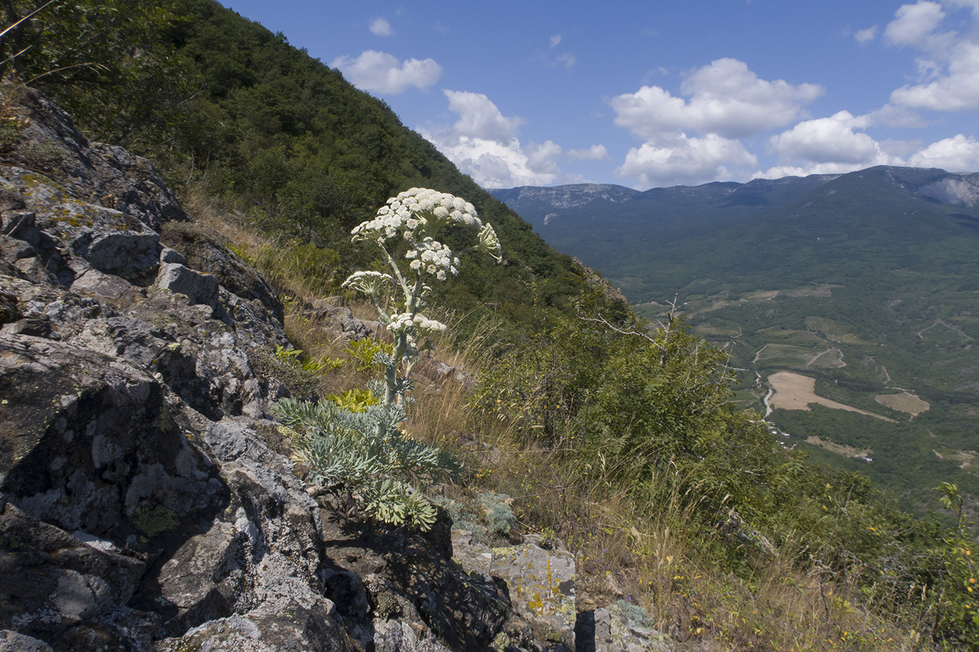 Аюдаг, image of landscape/habitat.
