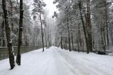 Лесопарк Пышки, изображение ландшафта.