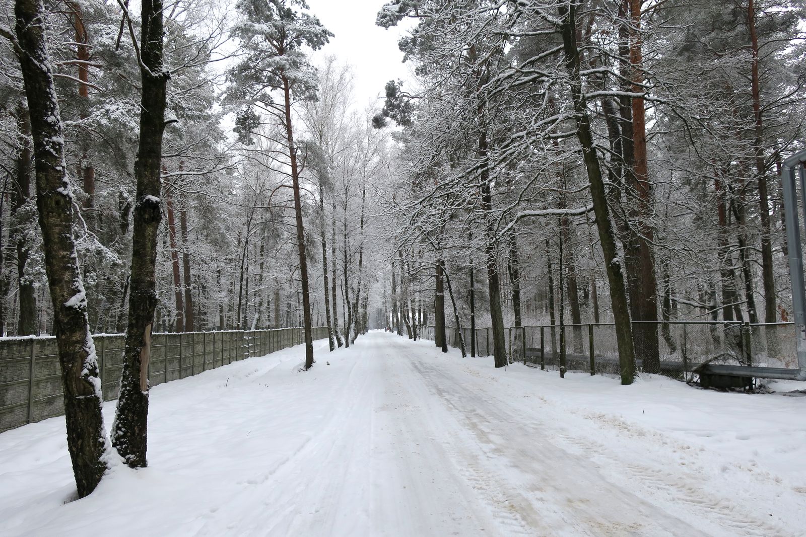 Лесопарк Пышки, изображение ландшафта.