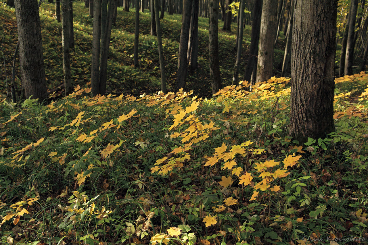 Дубна и окрестности, image of landscape/habitat.