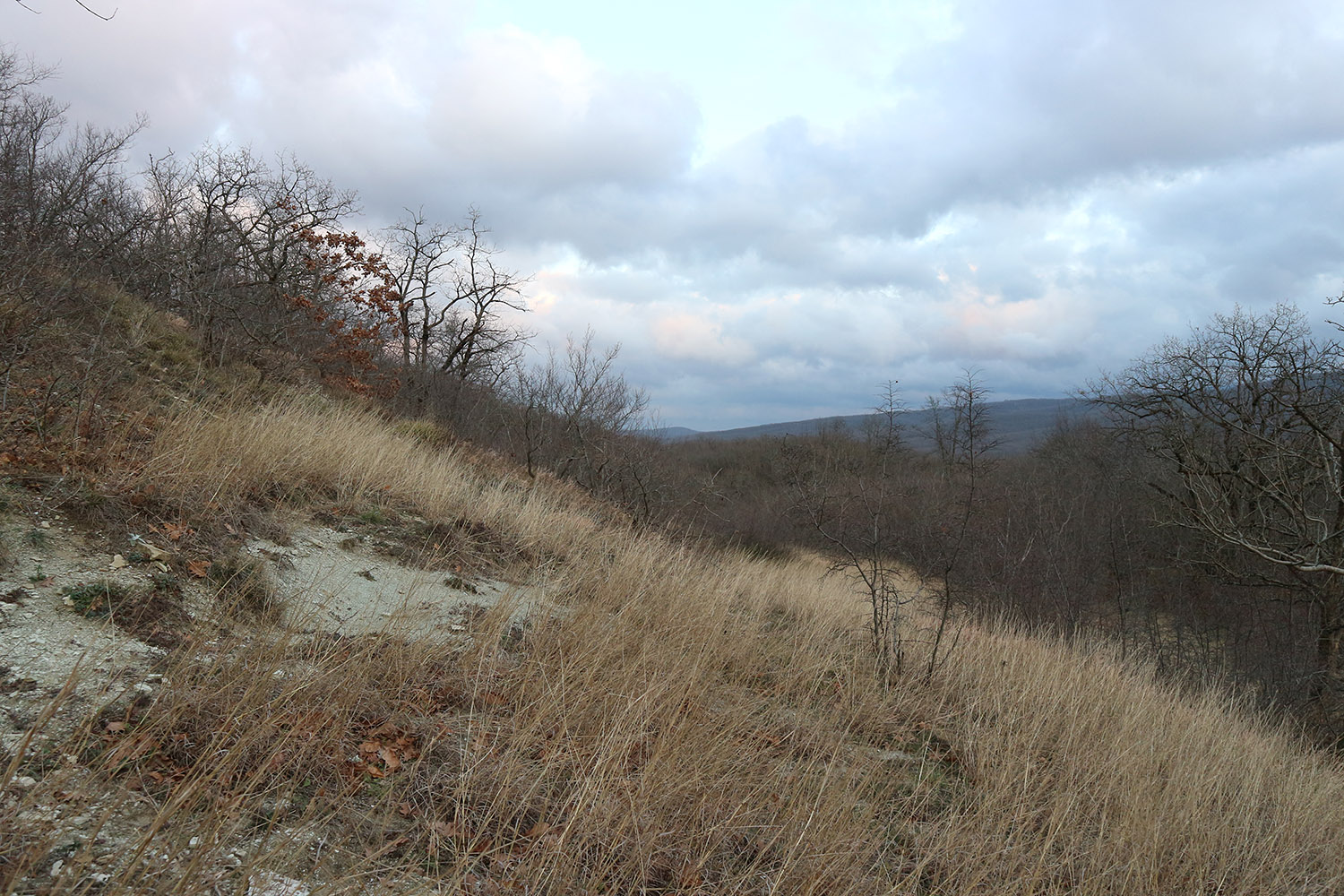 Зарастающий мергелевый карьер, image of landscape/habitat.