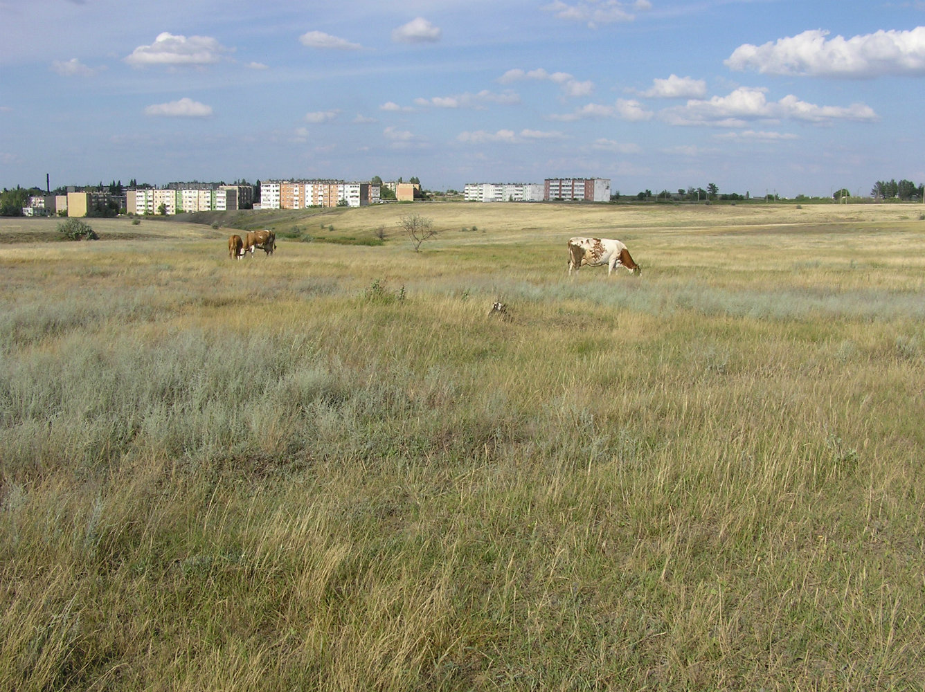 Окрестности посёлка Жасминный, изображение ландшафта.