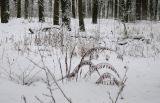 Лесопарк Пышки, image of landscape/habitat.