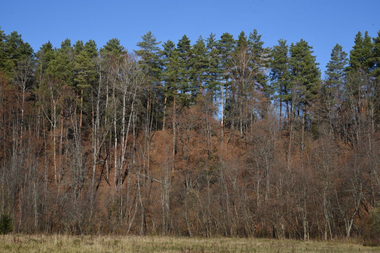 Окрестности деревни Семичёво, image of landscape/habitat.