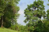 Балка Плотникова, image of landscape/habitat.
