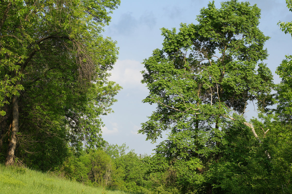Балка Плотникова, image of landscape/habitat.