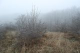 Зарастающий мергелевый карьер, image of landscape/habitat.