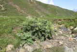 Урочище Хогес, image of landscape/habitat.