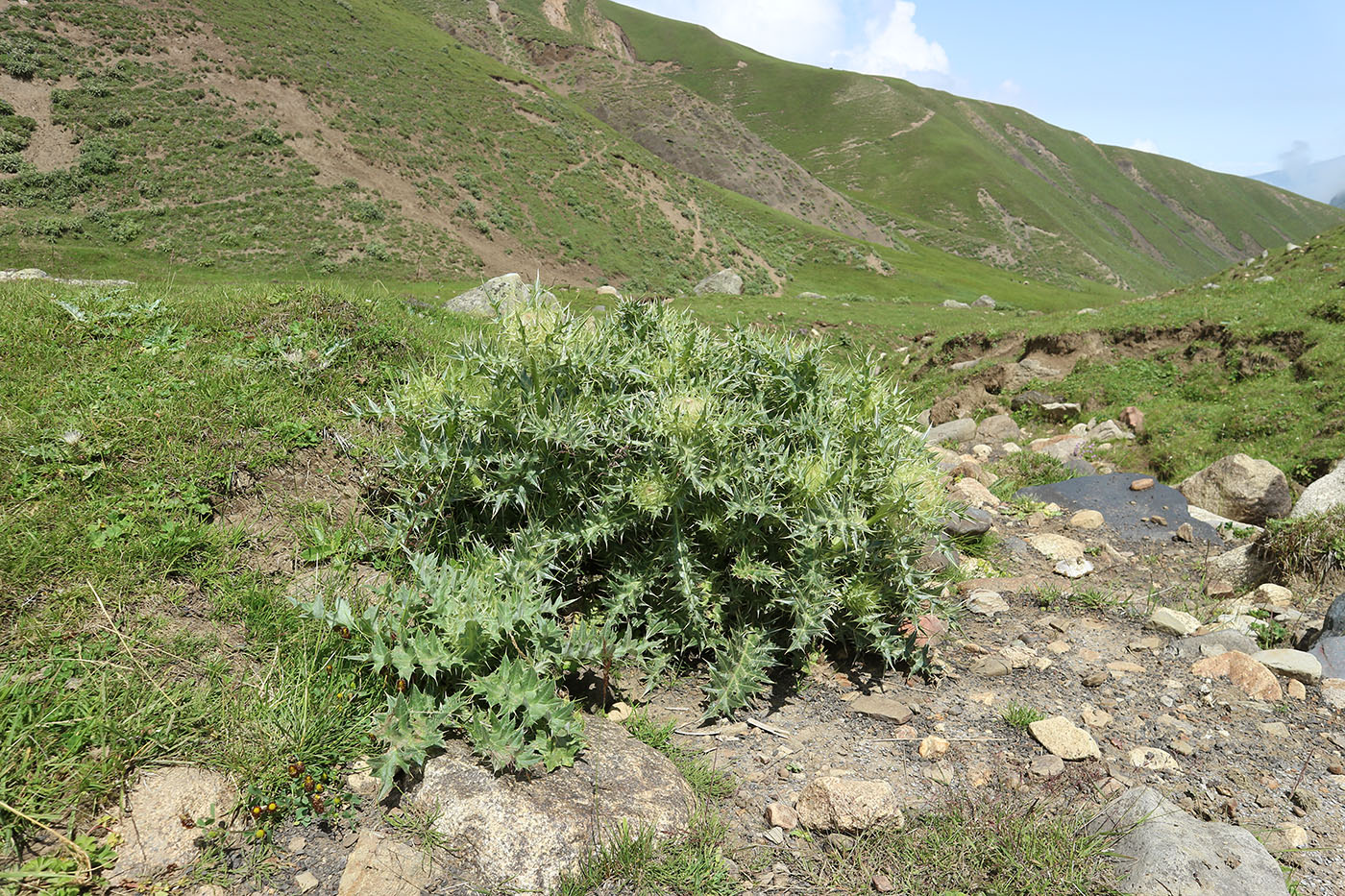 Урочище Хогес, image of landscape/habitat.