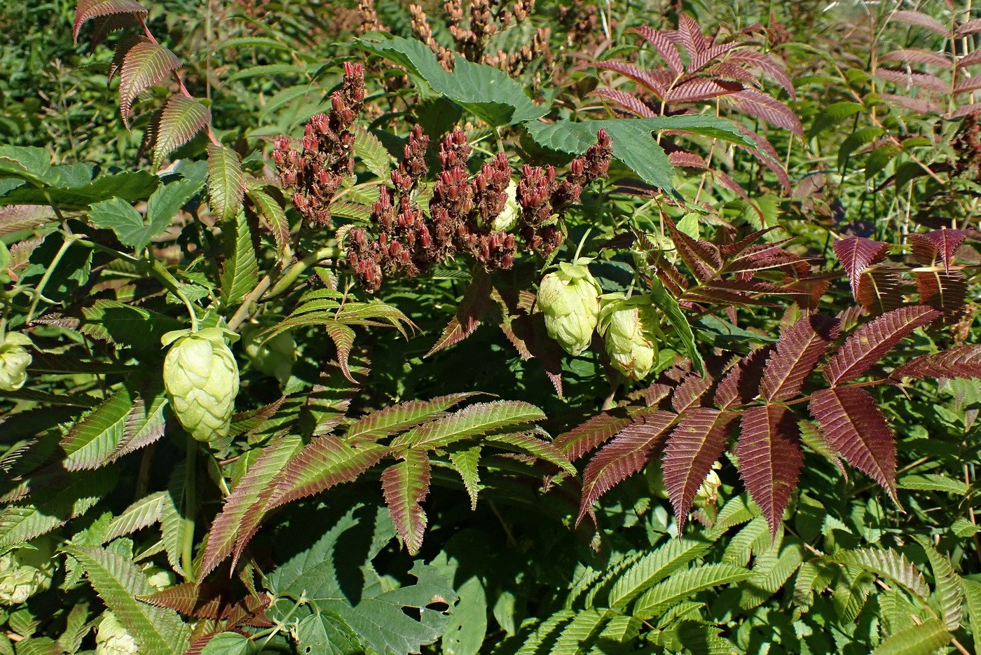 Комсомольск и окрестности, image of landscape/habitat.