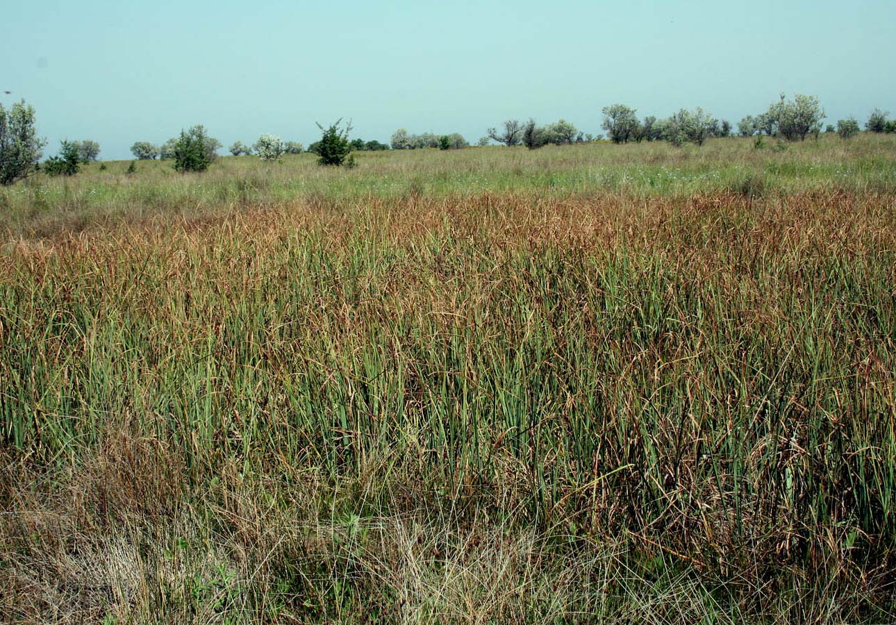 Тендровский маяк, image of landscape/habitat.