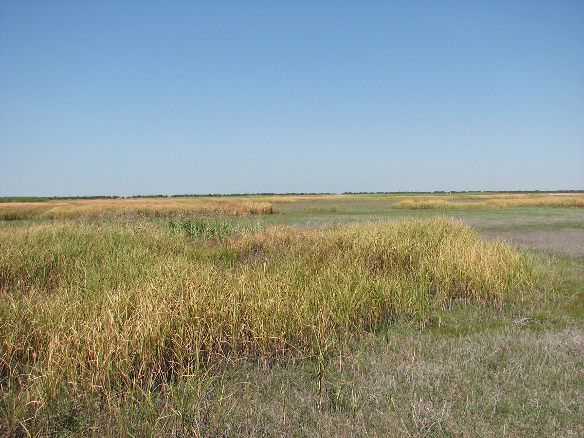 Кривая коса, image of landscape/habitat.