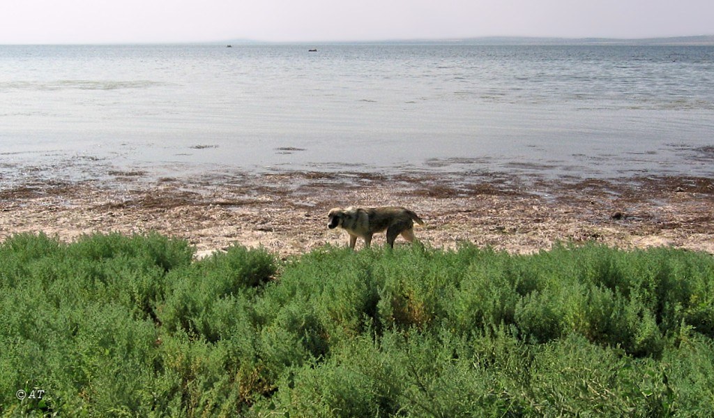 Таманский полуостров, image of landscape/habitat.