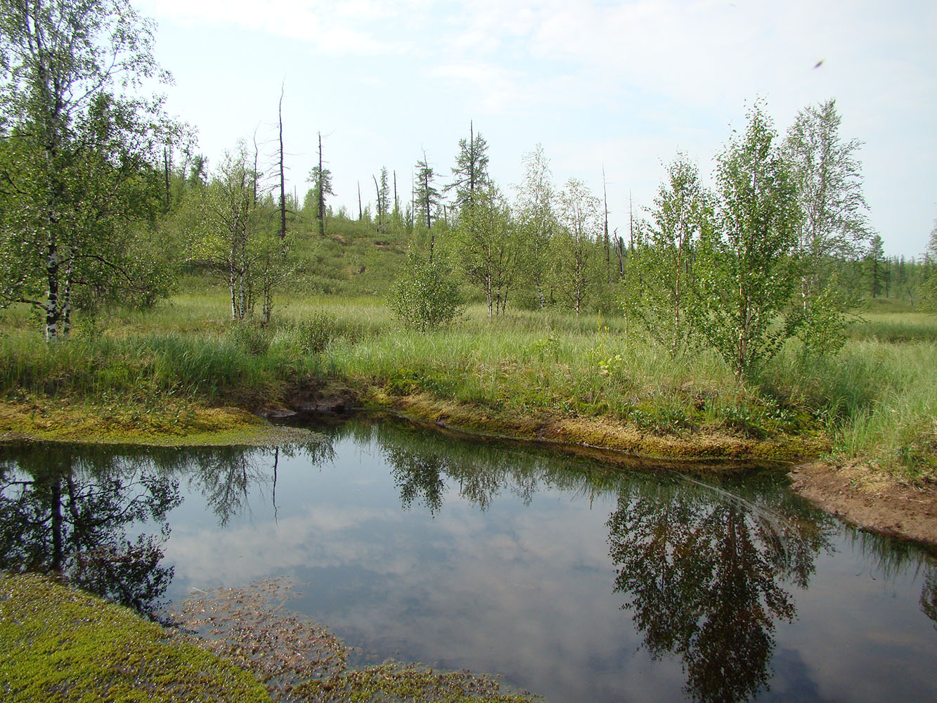 Надым, image of landscape/habitat.