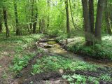 Река Литовка, image of landscape/habitat.